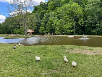a group of ducks standing in the grass near a lake at The Owl's Perch Treehouse