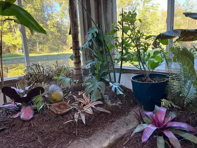 a garden with a bunch of plants in a window at The Conservatory at Owl Hollow in Woodsfield
