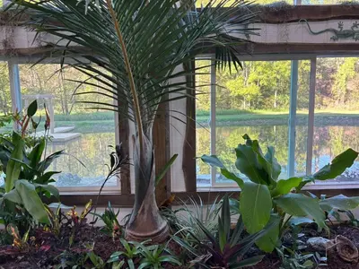 a large plant in a room with a window at The Conservatory at Owl Hollow in Woodsfield