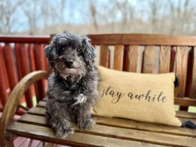 a small dog sitting on a wooden bench with a happy minute pillow at Breath of Heaven Cabin- Hot Tub, Deck, Pond, PETS in Logan