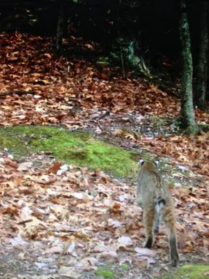 a cat walking down a path in the woods at Alice Rocks - Pet Friendly, Firepit, WiFi in Frenchburg