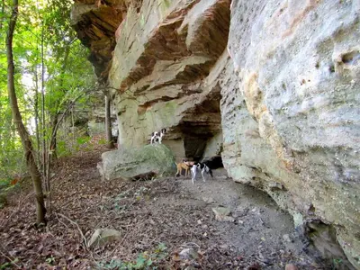 a dog is standing next to a large rock at Alice Rocks - Pet Friendly, Firepit, WiFi in Frenchburg