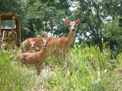 three deer standing in a field of tall grass at Aniyor Apartment Loft