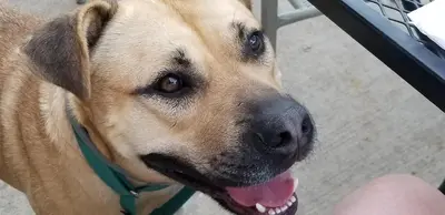 a close up of a dog with its tongue at Clifford House Private Home B&B in Cleveland