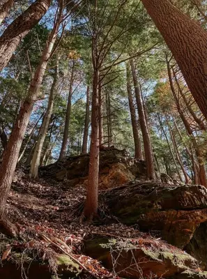 a painting of a forest with trees and rocks at Hillside Haven Treehouse Cabin in Rockbridge