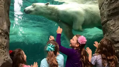 a group of girls looking at a polar bear in the water at Holiday Inn Cincinnati-Eastgate by IHG in Eastgate