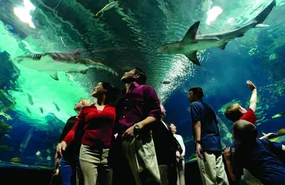 a group of people looking at sharks in an aquarium at Holiday Inn Cincinnati-Riverfront by IHG in Covington