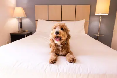 a brown dog sitting on a white bed at Sonesta Simply Suites Columbus Airport Gahanna in Gahanna