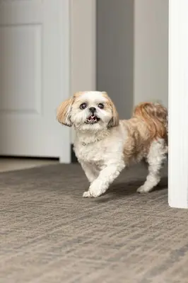a small dog standing in front of a door at Residence Inn Dayton North in Dayton