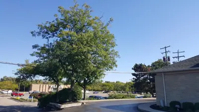 a tree on the side of a street at Motel 6-Columbus, OH - OSU in Columbus