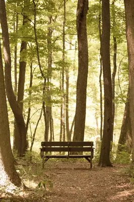 a park bench sitting in the middle of a forest at The Inn at Honey Run Millersburg in Millersburg