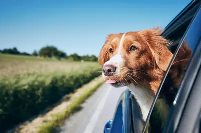 a dog sticking its head out the window of a car at Motel 6 - Franklin, OH in Franklin