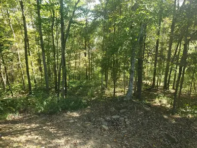 a tree in the middle of a forest at The Genoa - An Amish Built Deluxe Cabin in Genoa