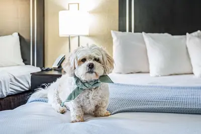 a dog wearing a bow tie sitting on a bed at Econo Lodge Cleveland Southeast - Kent in Streetsboro