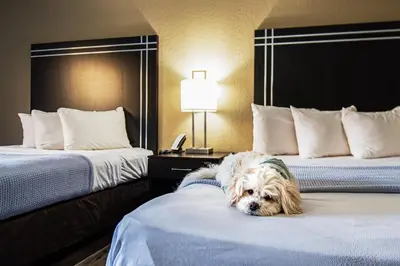 a dog laying on the bed in a hotel room at Econo Lodge Cleveland Southeast - Kent in Streetsboro