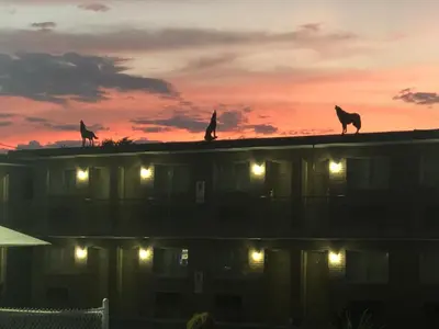 three cats on the roof of a building at sunset at Wolf Inn Hotel in Sandusky
