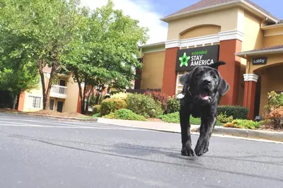 a black dog running down a street in front of a building at Extended Stay America Suites - Dayton - South in Dayton