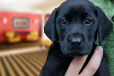 a person holding a black labrador retriever dog at Extended Stay America Suites - Cincinnati - Springdale - I-275 in Springdale
