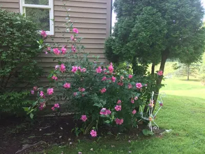 a garden of pink roses in front of a house at Spruce Hill Inn & Cottages in Mansfield