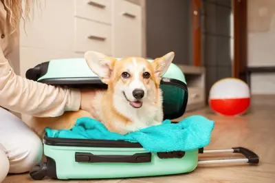 a dog laying in a suitcase on the floor at Motel 6 Portland, IN in Portland