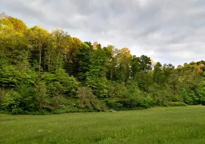a green field with trees in the background at Altenbrauch Farm - Camping in the Hocking Hills in McArthur