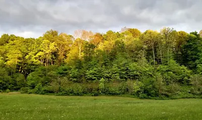 a green field with trees in the background at Altenbrauch Farm - Camping in the Hocking Hills in McArthur
