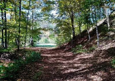 a dirt road in a wooded area with trees at Altenbrauch Farm - Camping in the Hocking Hills in McArthur