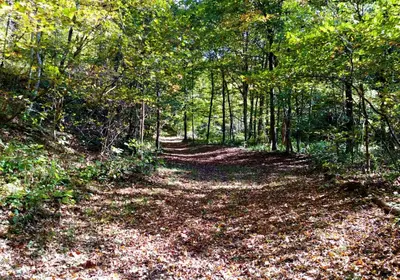 a path in the woods with leaves on the ground at Altenbrauch Farm - Camping in the Hocking Hills in McArthur