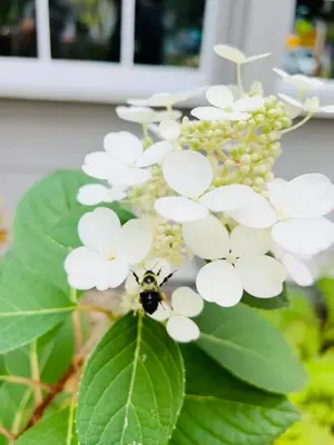 a bumblebee on a white flower with green leaves at Inn of Chagrin in Chagrin Falls