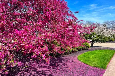 a flowering tree with pink flowers in a park at Oakley Square 3BR Charmer - Total Walkability home in Cincinnati
