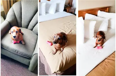 a dog sitting on a bed in a hotel room at Berlin Heritage Inn in Berlin