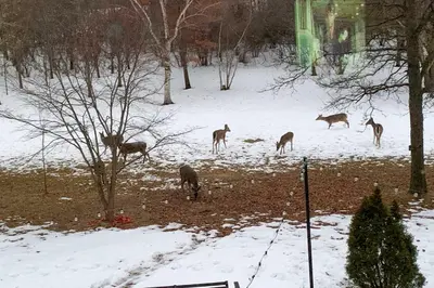 a group of deer standing in a field in the snow at Southeast Michigan Escape about 3 Mi to Adrian! in Adrian