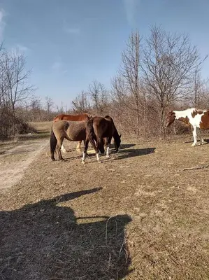 two horses and a horse standing in a field at Sheppard's Holler in Parsley