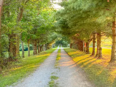 a dirt road with trees on either side at Apple Blossom Cabin by Amish Country Lodging in Millersburg