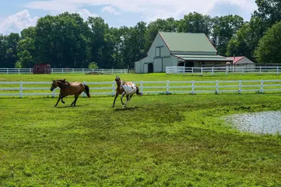 two horses running in a field next to a fence at Renovated Bunkhouse on 12-Acre Horse Farm! in Perrysville