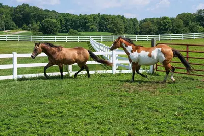 two horses running in a field next to a fence at Renovated Bunkhouse on 12-Acre Horse Farm! in Perrysville
