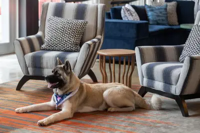 a dog laying on the floor in a room with chairs at Aloft Beachwood in Beachwood