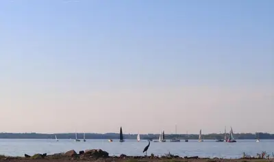 a bird standing on the shore of a lake with sailboats at Bayfront Resort at Cross View Site #28 in Sandusky