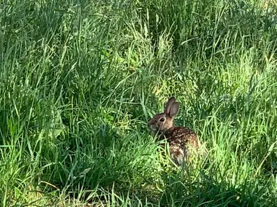 a rabbit sitting in a field of tall grass at Serene 6BR country home on 325 acres ATV for rent in Burgettstown