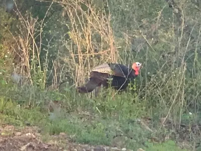 a large turkey walking through a field of grass at Serene 6BR country home on 325 acres ATV for rent in Burgettstown