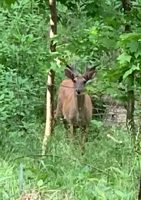 a deer standing in the grass in the woods at Serene 6BR country home on 325 acres ATV for rent in Burgettstown
