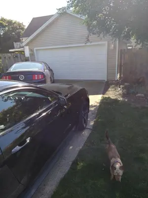 a dog standing in the grass next to a car at Family Friendly JUST LIKE HOME in Cleveland
