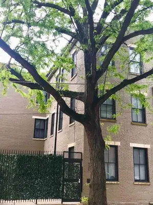 a tree in front of a building with a fence at CUTE & COZY/TQL stadium/ Findlay Market/Brewery in Cincinnati
