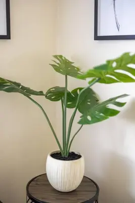 a plant in a white vase sitting on a table at Georgetown Villas Two Bedroom 3-2a Apartment in Fairview Park, Ohio! in Fairview Park