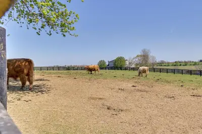 a group of cows grazing in a field at Quiet Kentucky Vacation Rental with Hot Tub in Berry